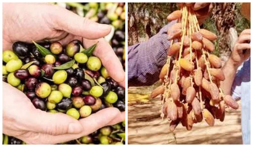 Mesures exceptionnelles pour l’agriculture tunisienne : Distribution optimisée des Dattes, Olives et Produits Agricoles