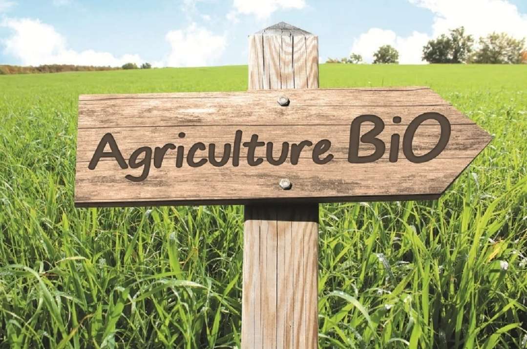 Tunisie : L’agriculture biologique conquiert 56 pays à travers le monde