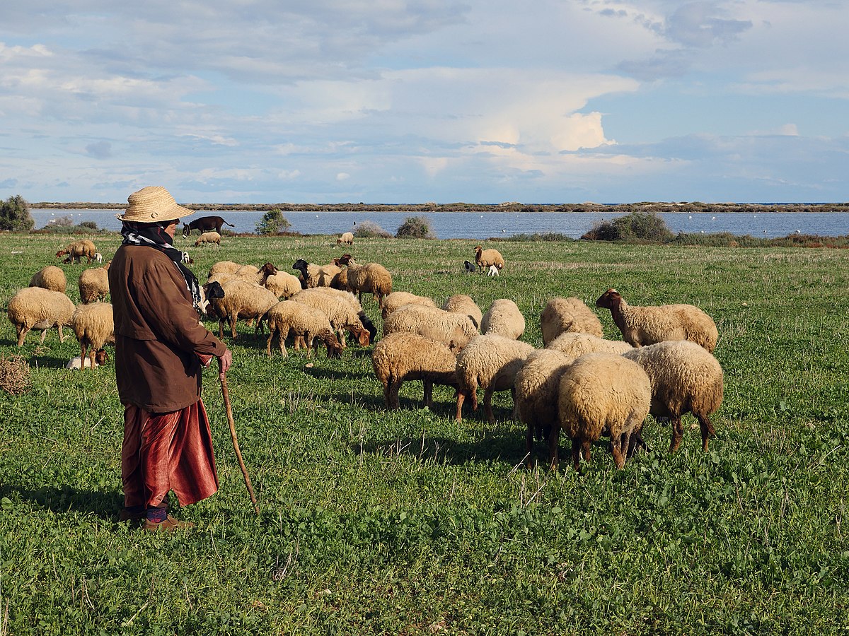 Les investissements agricoles en Tunisie sont en hausse de 26,5%