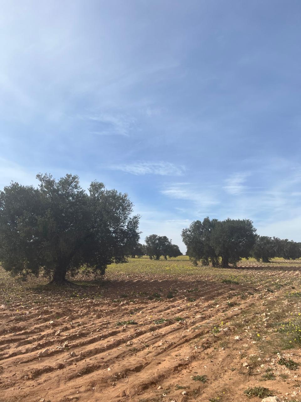 Interview Hamza HAJLAOUI ( conseiller agricole) : Défis et solutions pour une arboriculture tunisienne résiliente