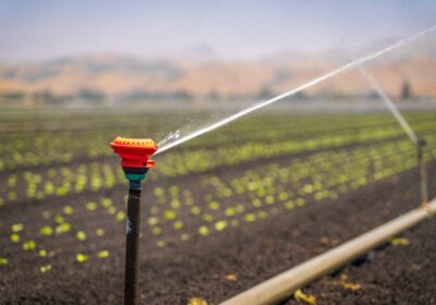 A sprinkler irrigating a green crop field in a rural landscape under a clear blue sky.