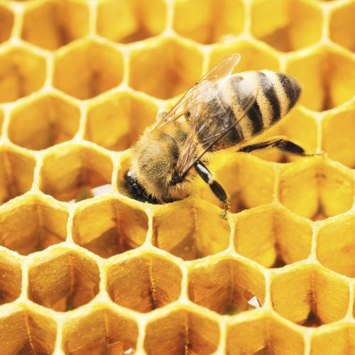 Une apiculture en renaissance – Vers un essor durable pour les apiculteurs tunisiens