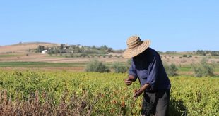 Agriculture tunisien