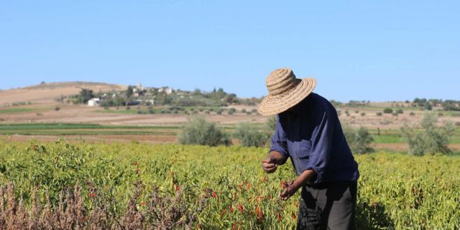 Agriculture tunisien