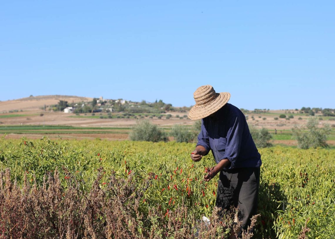 Une feuille de route pour renforcer l’organisation Panafricaine des Agriculteurs (PAFO)