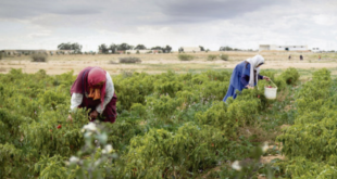 agricultrices tunisiennes