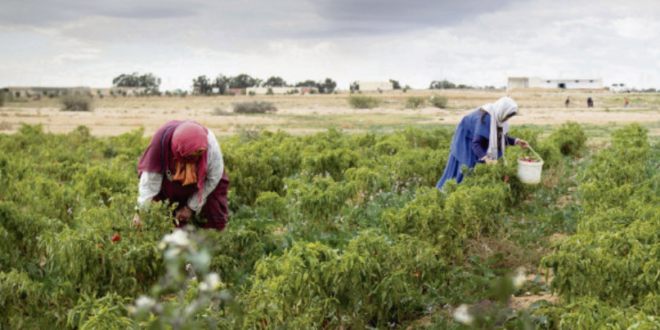 agricultrices tunisiennes