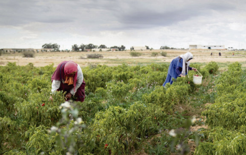 Gabès: Un élan prometteur pour l&rsquo;agriculture locale avec 28 nouveaux projets
