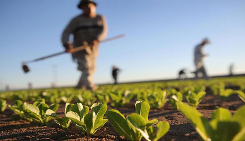Rétrospective agricole 2025 : Tunisie entre saisons exceptionnelles et crises structurelles