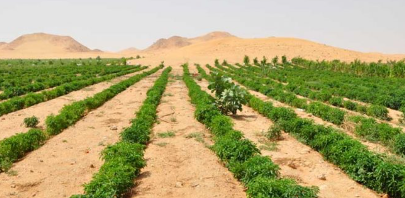 Comment réduire la salinité des sols et raviver les activités microbiennes du sol ?