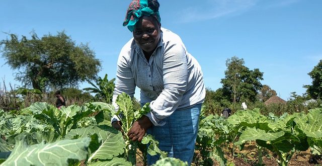 L'agriculture africaine est prête pour zone de libre-échange