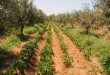 L'agriculture tunisienne en 2022.