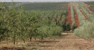 agriculture_vergers_fes_meknes