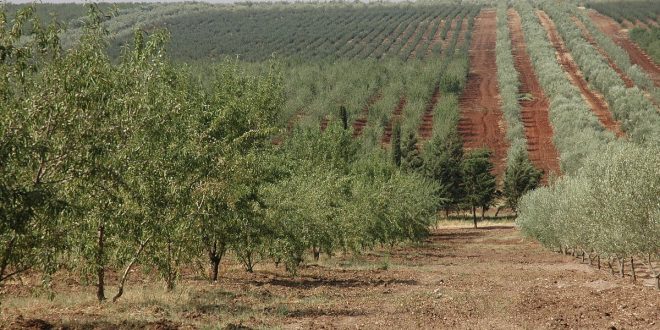 agriculture_vergers_fes_meknes