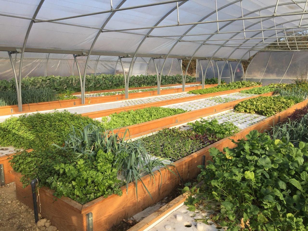 Abu Dhabi mets 84 millions de dollars pour construire 2 fermes aquaponique