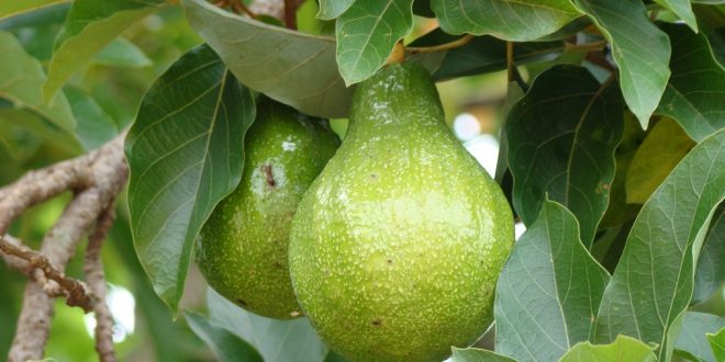 Avocatier en Afrique