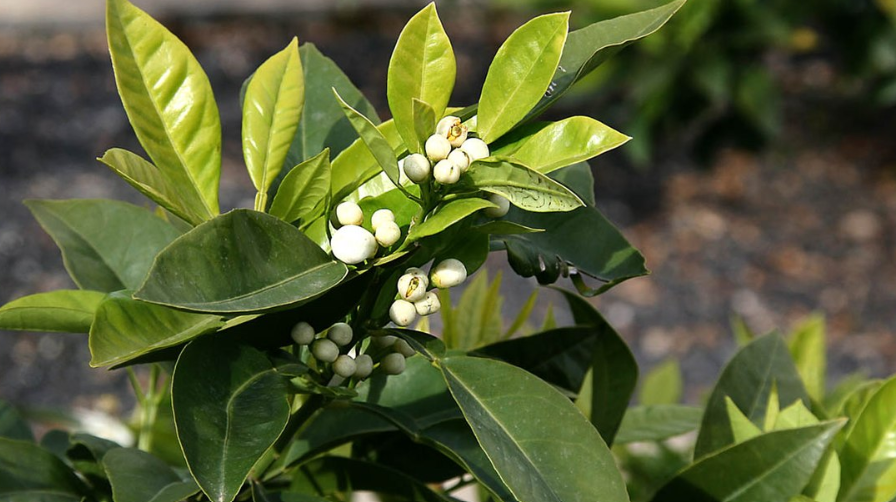 Les fleurs de bigaradier, un trésor parfumé pour la Tunisie