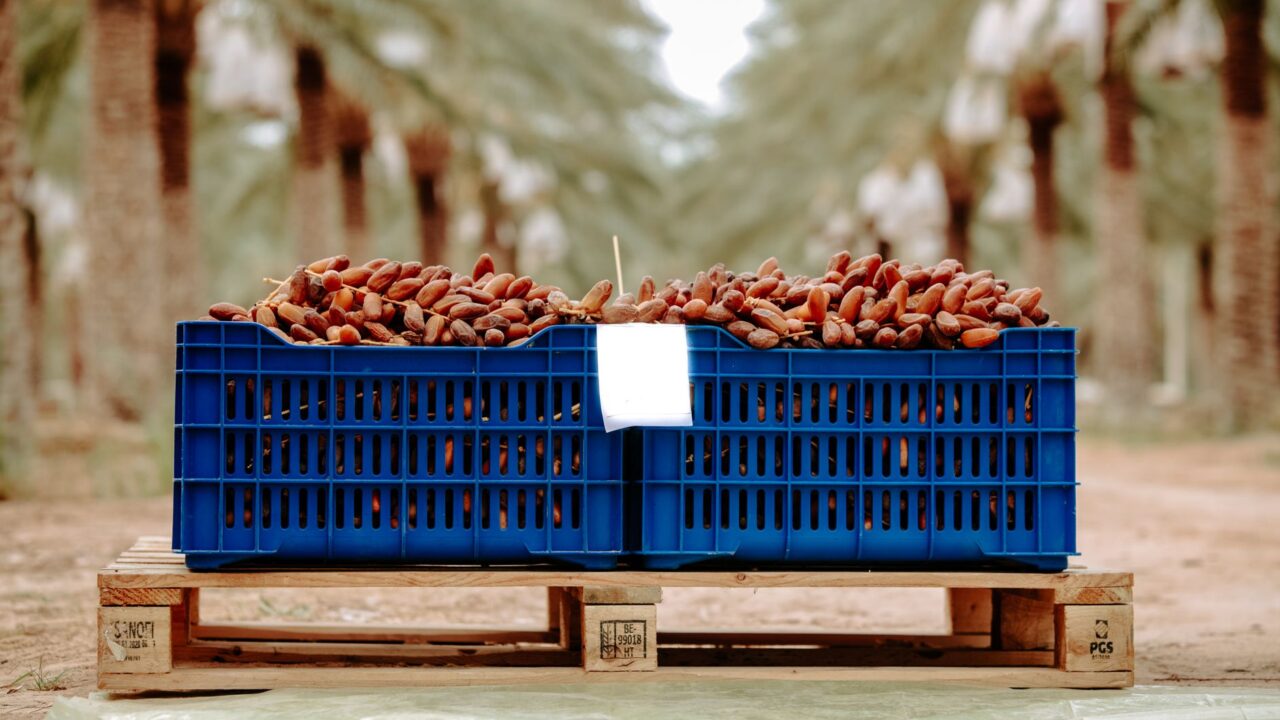Dattes 2026-2027 : la récolte démarre à Kébili sur fond de production en baisse et de marché hésitant