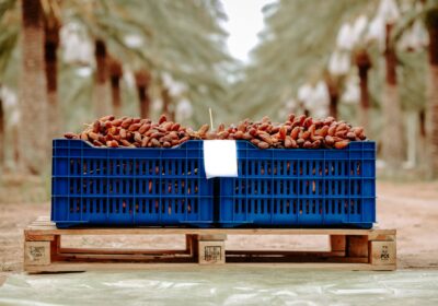 Blue crate of dates on a wooden pallet in palm grove, Biskra, Algeria.