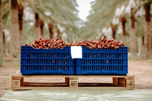 Dattes 2026-2027 : la récolte démarre à Kébili sur fond de production en baisse et de marché hésitant