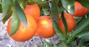 clementines