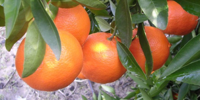 clementines