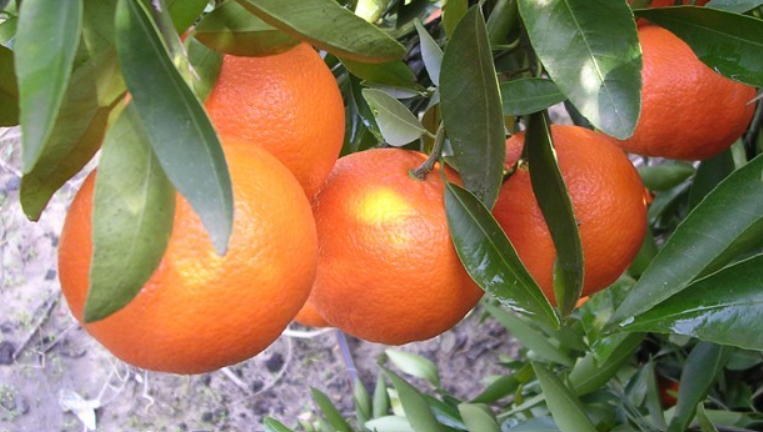 D&rsquo;importantes gelées frappent la production de clémentines
