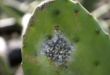 cochenille cactus