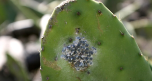 cochenille cactus