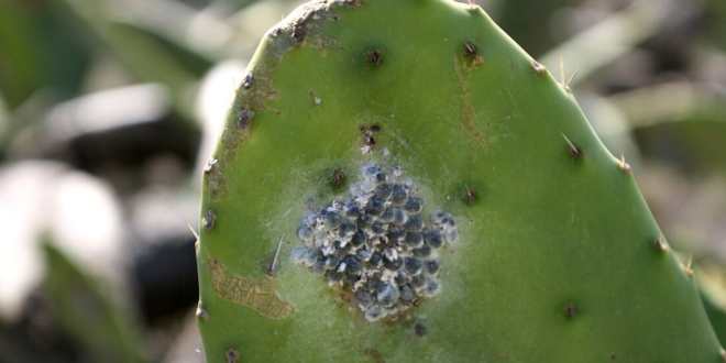 cochenille cactus