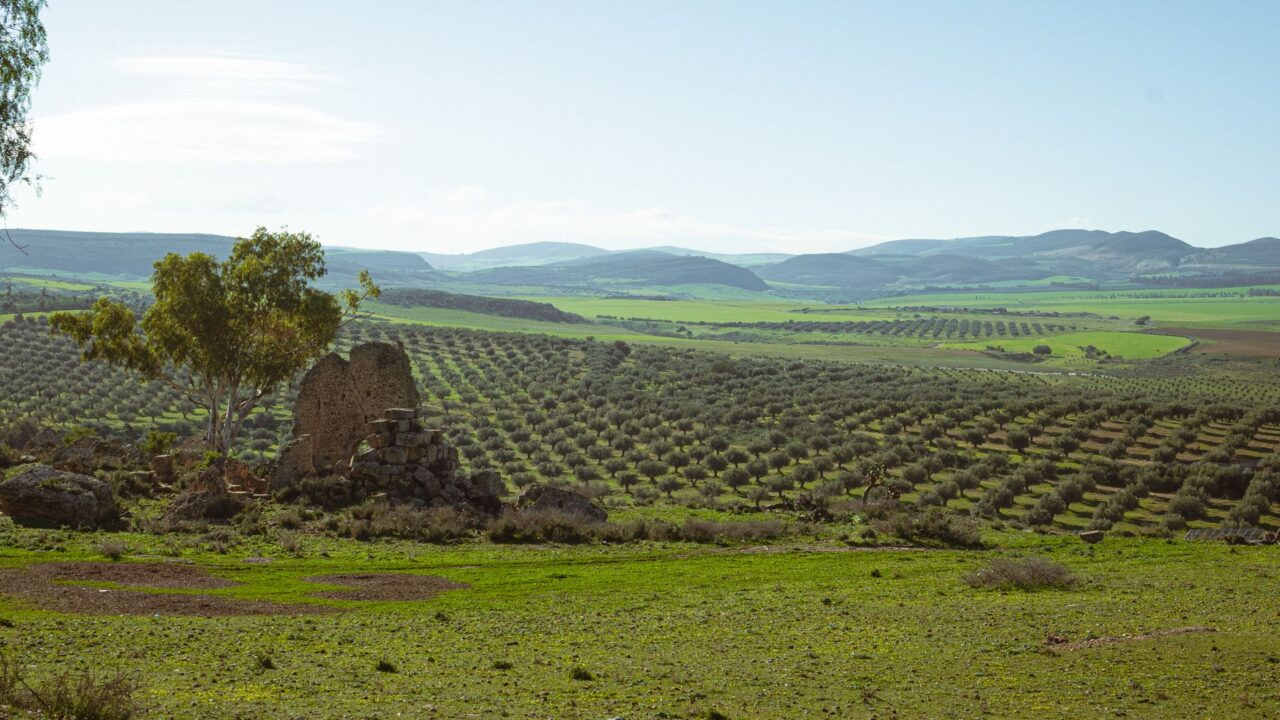 Investissements agricoles : 345,7 millions de dinars approuvés à fin septembre 2026, en hausse de 8 %