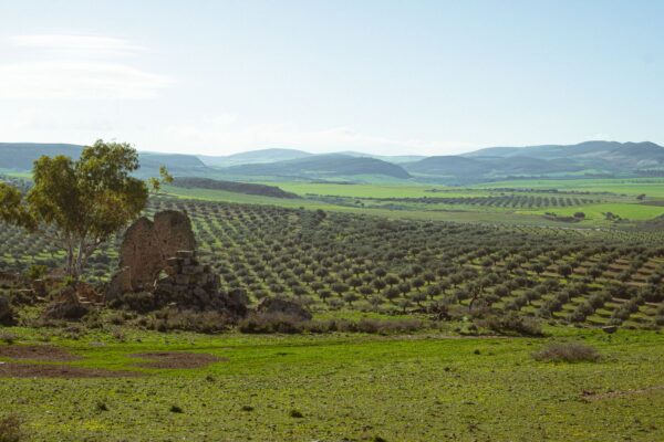 Investissements agricoles : 345,7 millions de dinars approuvés à fin septembre 2026, en hausse de 8 %