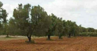 Ferme Sidi Bouali