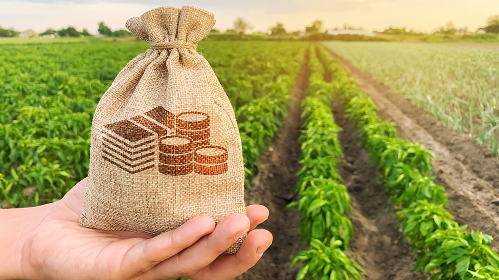 Financement agricole 2025 : la BTS Bank facilite l’accès au crédit pour les campagnes de dattes, céréales et oliviers