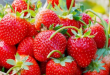 fraises