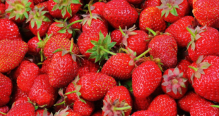fraises - fruits rouges