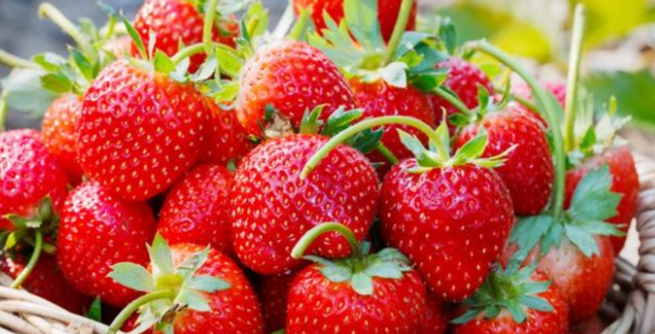 14 000 tonnes de fraises sont attendues pour cette saison