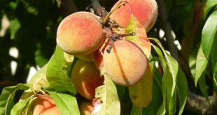 fruits à noyaux