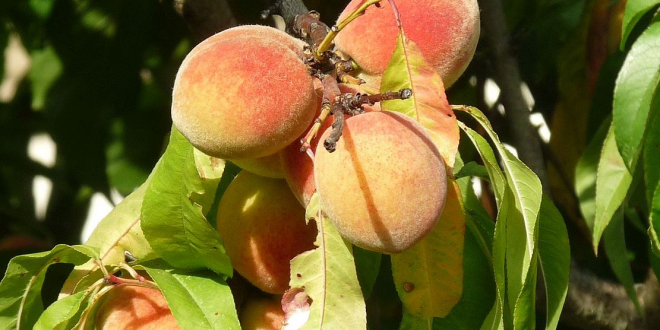 fruits à noyaux