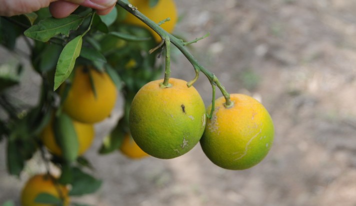 Deux nouveaux hybrides d&rsquo;agrumes prometteurs contre le HLB