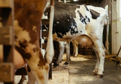 Holstein dairy cows standing indoors in a barn, ready for milking. Captures rural farming life.