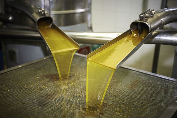 L’or vert face aux barrières américaines : alerte sur les exportations d’huile d’olive