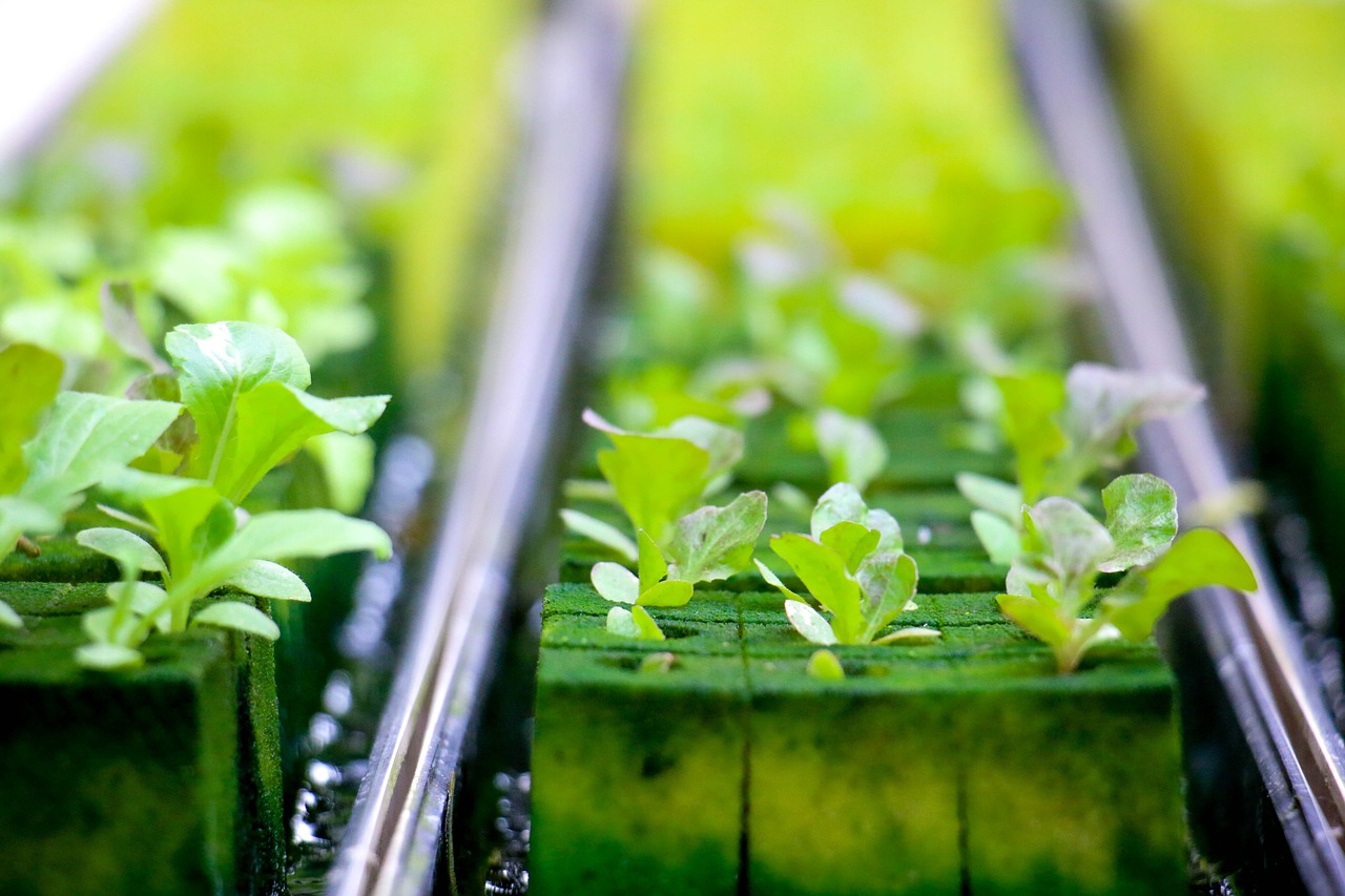 Un laboratoire dédié à l’hydroponie voit le jour à Nabeul