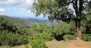 forêt