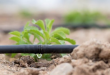 Irrigation