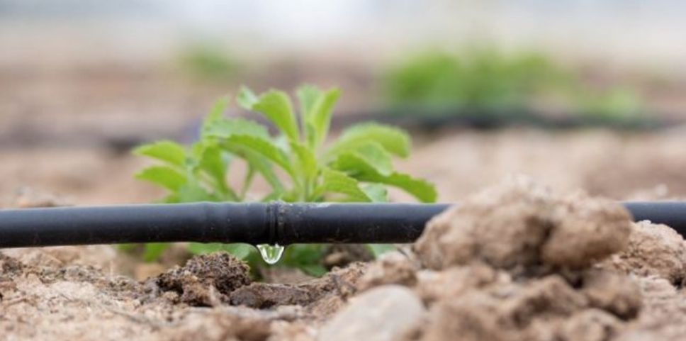 Les récentes pluies font du bien au moral des agriculteurs