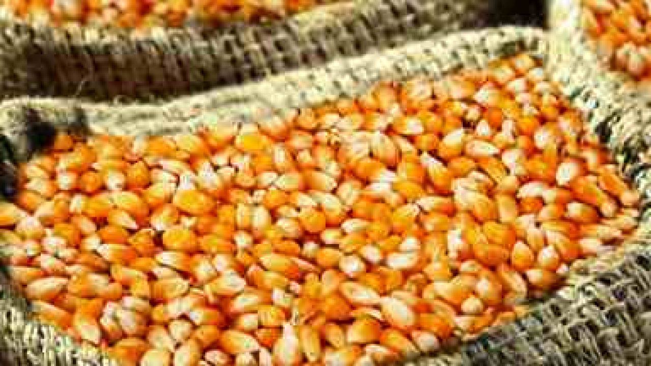 Importation de maïs fourrager en Tunisie : 50 000 tonnes pour sécuriser l’alimentation animale