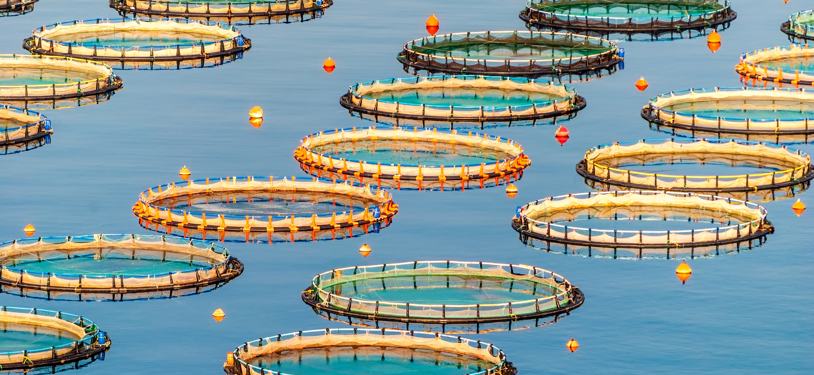 Aquaculture en Tunisie : Vers une révolution sanitaire guidée par la FAO