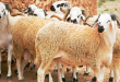 Moutons - photo : TunisieNumerique