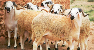 Moutons - photo : TunisieNumerique